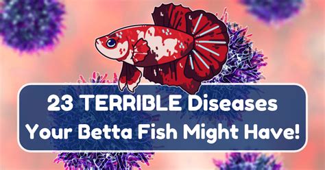 Common Betta Fish Diseases: Prevention, Signs,.